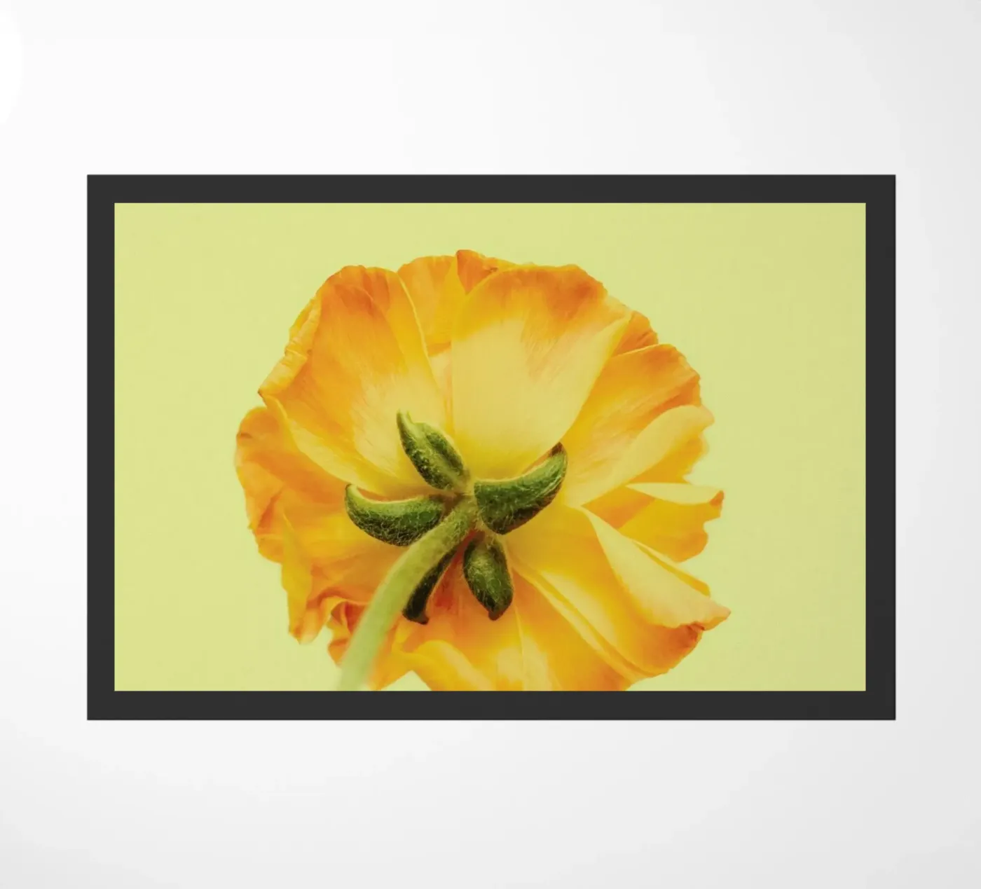 Behind You zerbino da Morgan Kendall