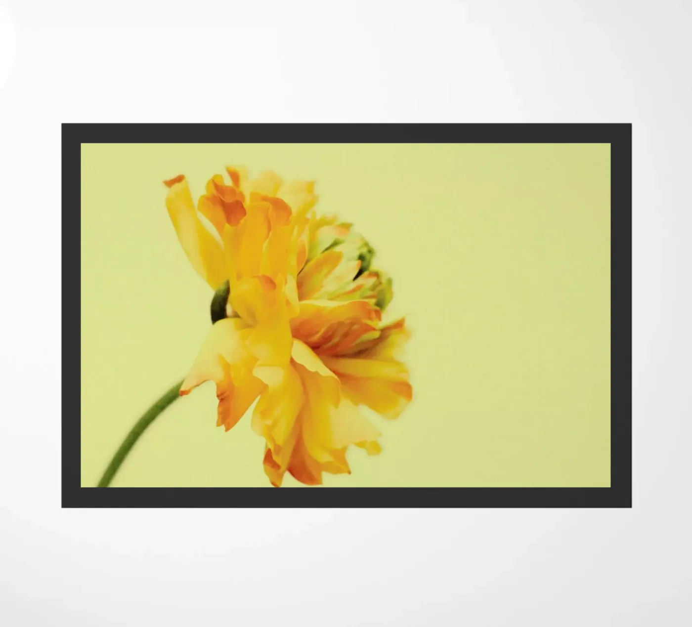 S'ouvrir zerbino da Morgan Kendall