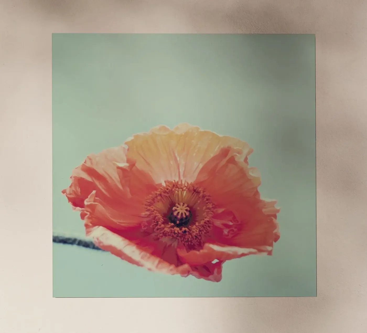 Peel pellicola backlit da Morgan Kendall