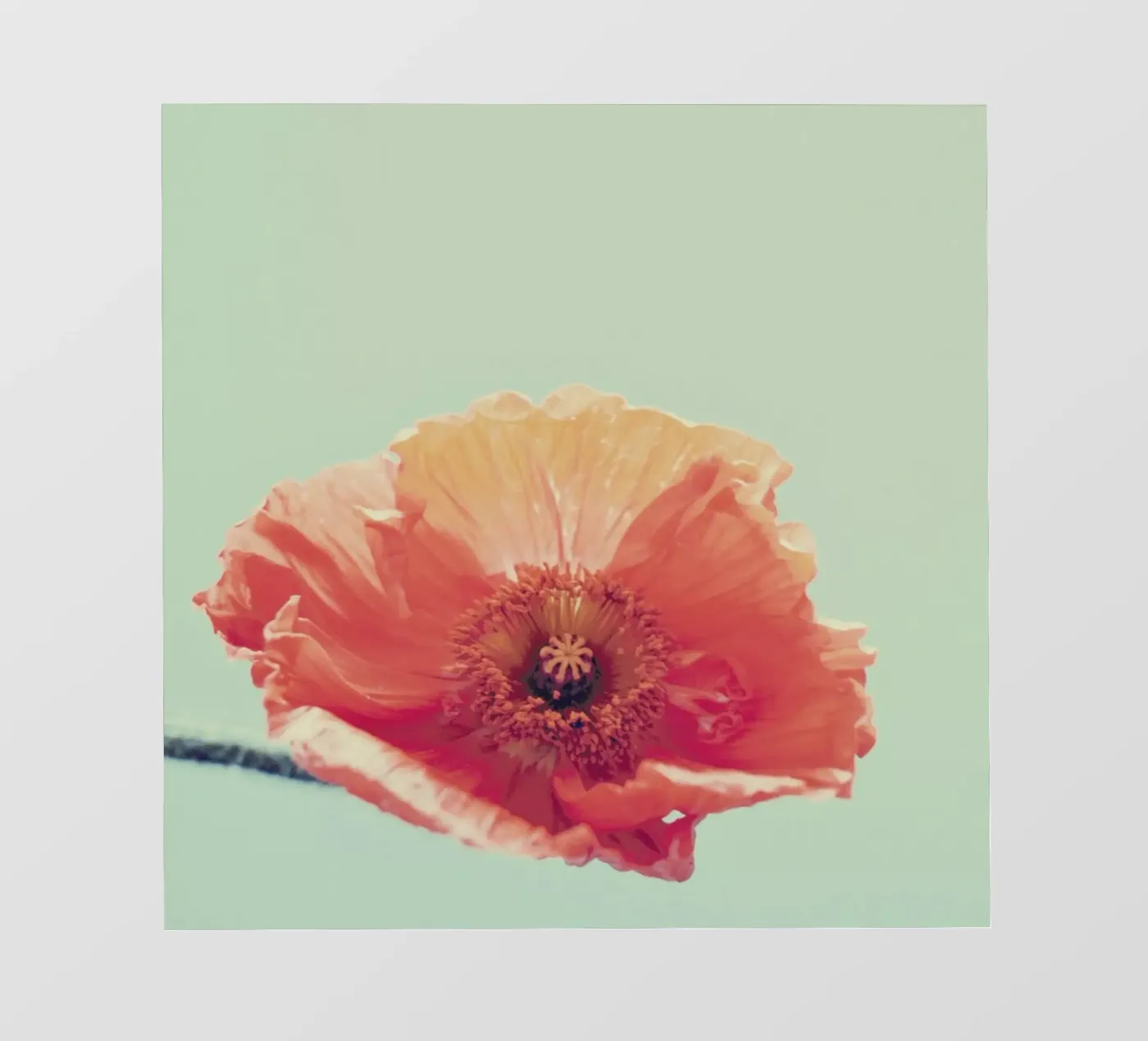 Peel pellicola backlit da Morgan Kendall