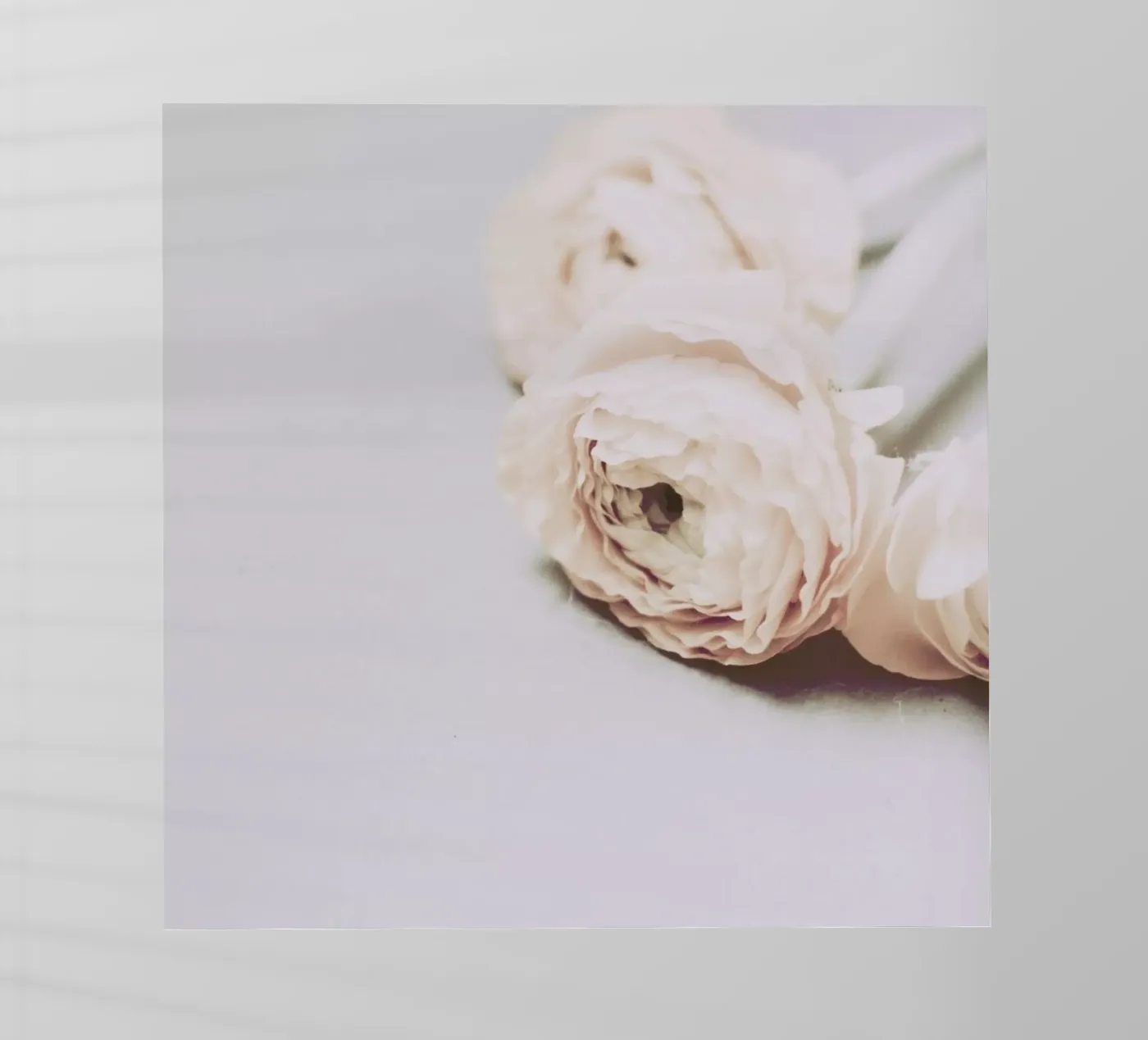 Innoscence pellicola backlit da Morgan Kendall