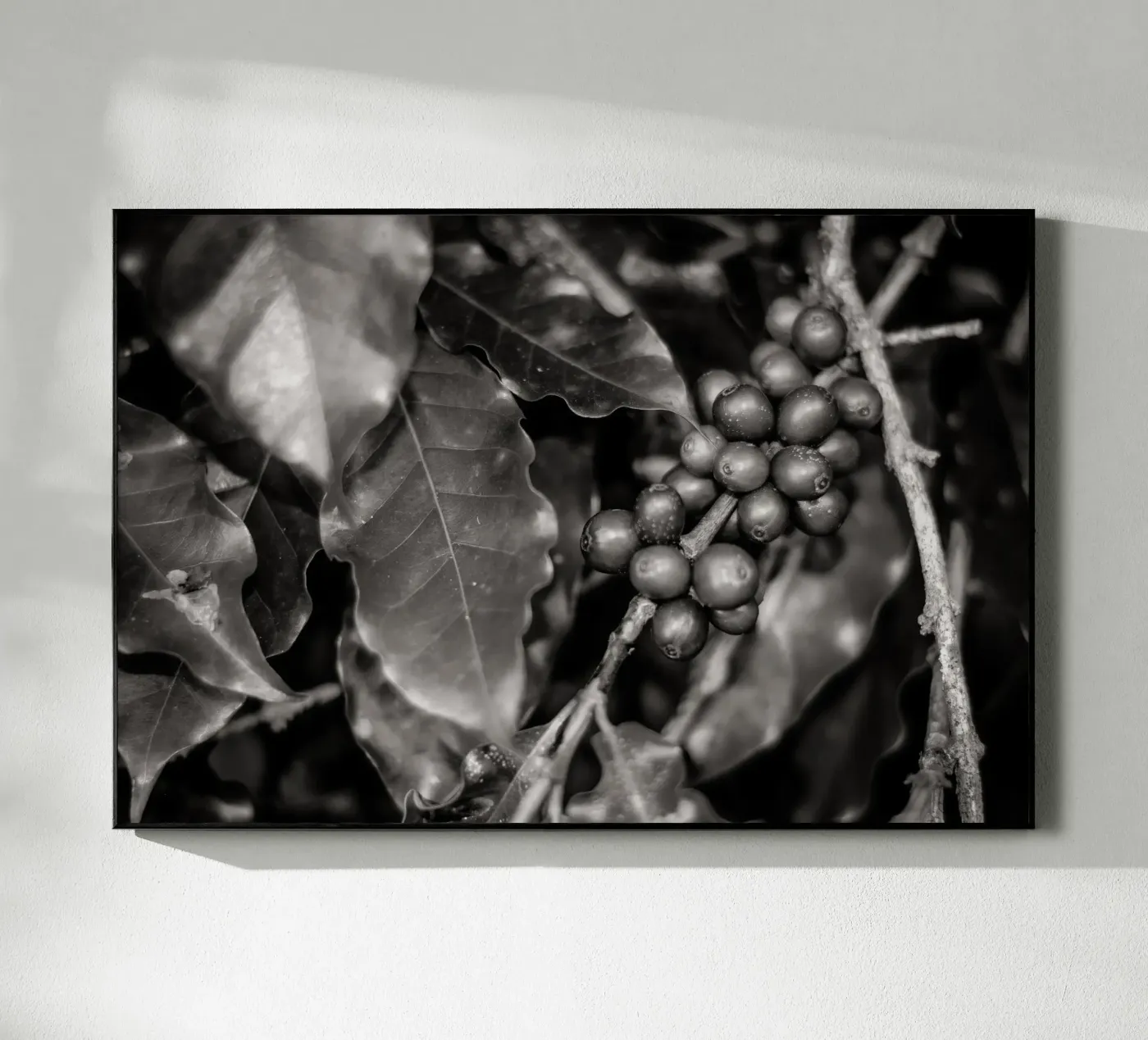 Coffee Branch BW plexiglass da adrianooliveiraphoto