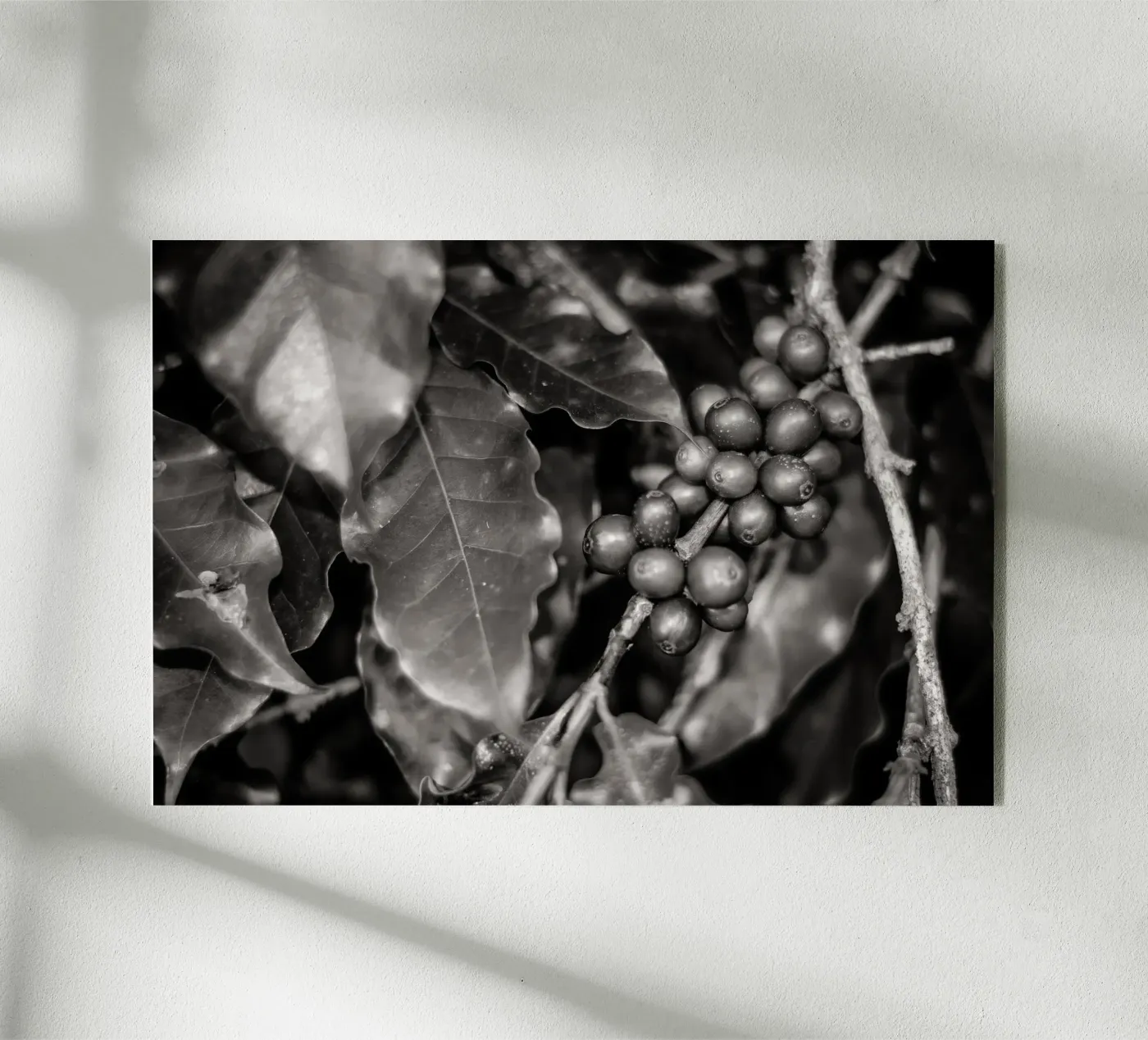 Coffee Branch BW plexiglass da adrianooliveiraphoto