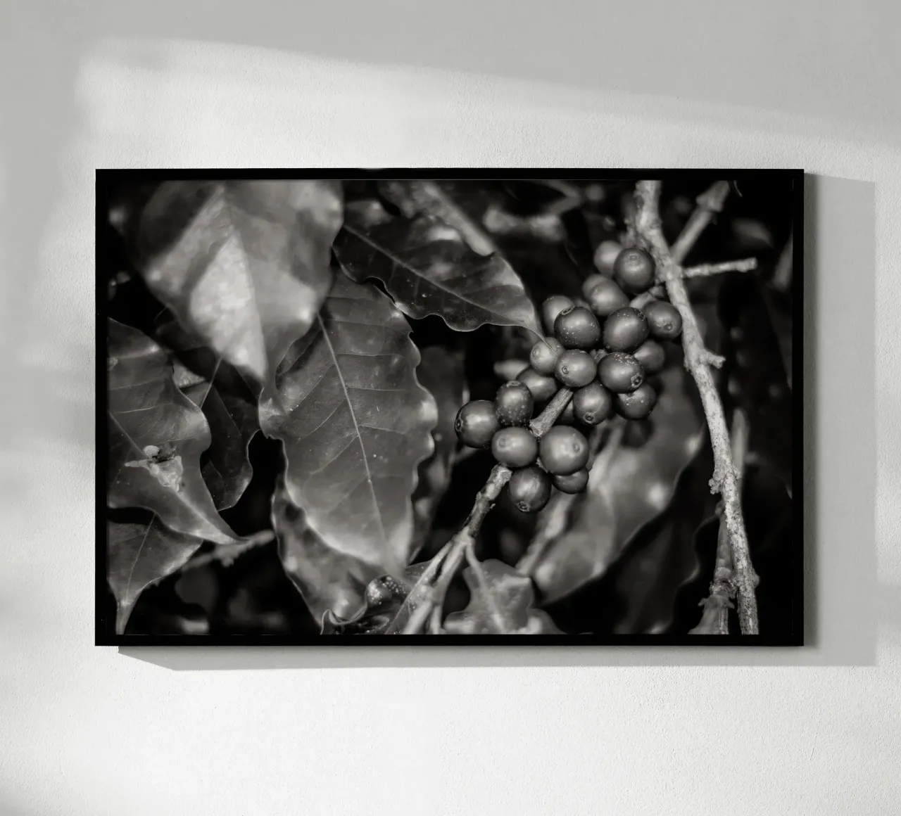 Coffee Branch BW poster da adrianooliveiraphoto