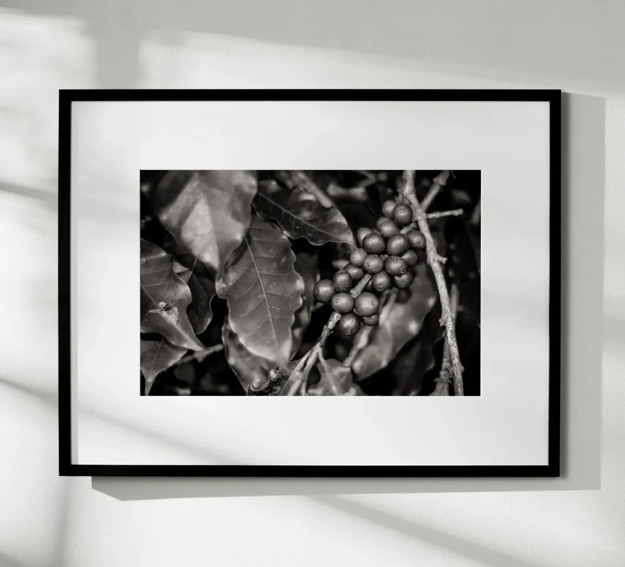 Coffee Branch BW poster da adrianooliveiraphoto
