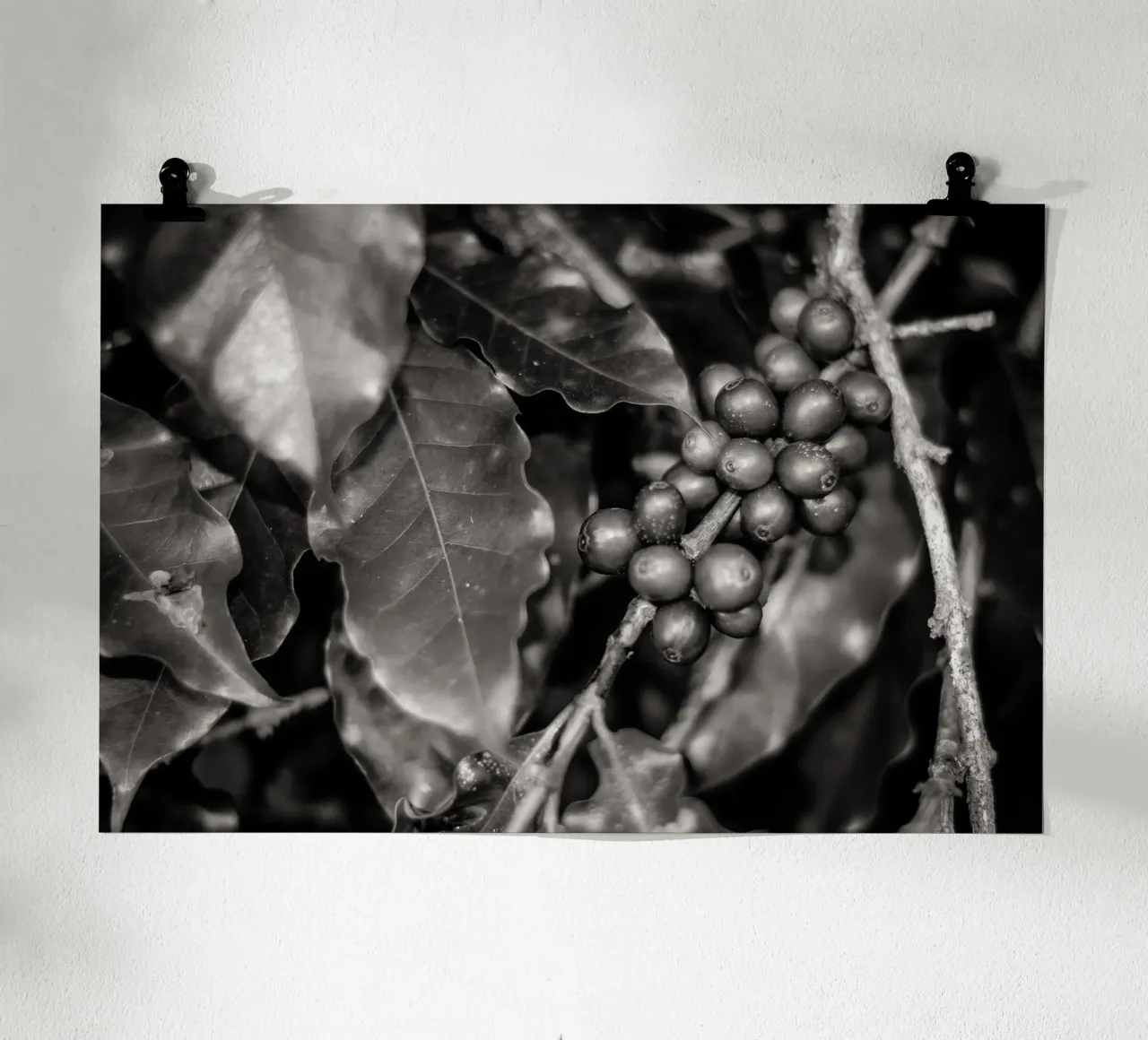 Coffee Branch BW poster da adrianooliveiraphoto