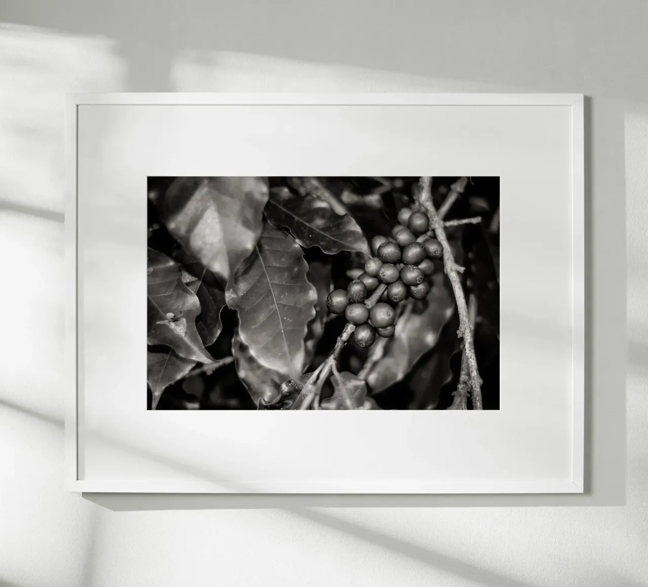 Coffee Branch BW poster da adrianooliveiraphoto