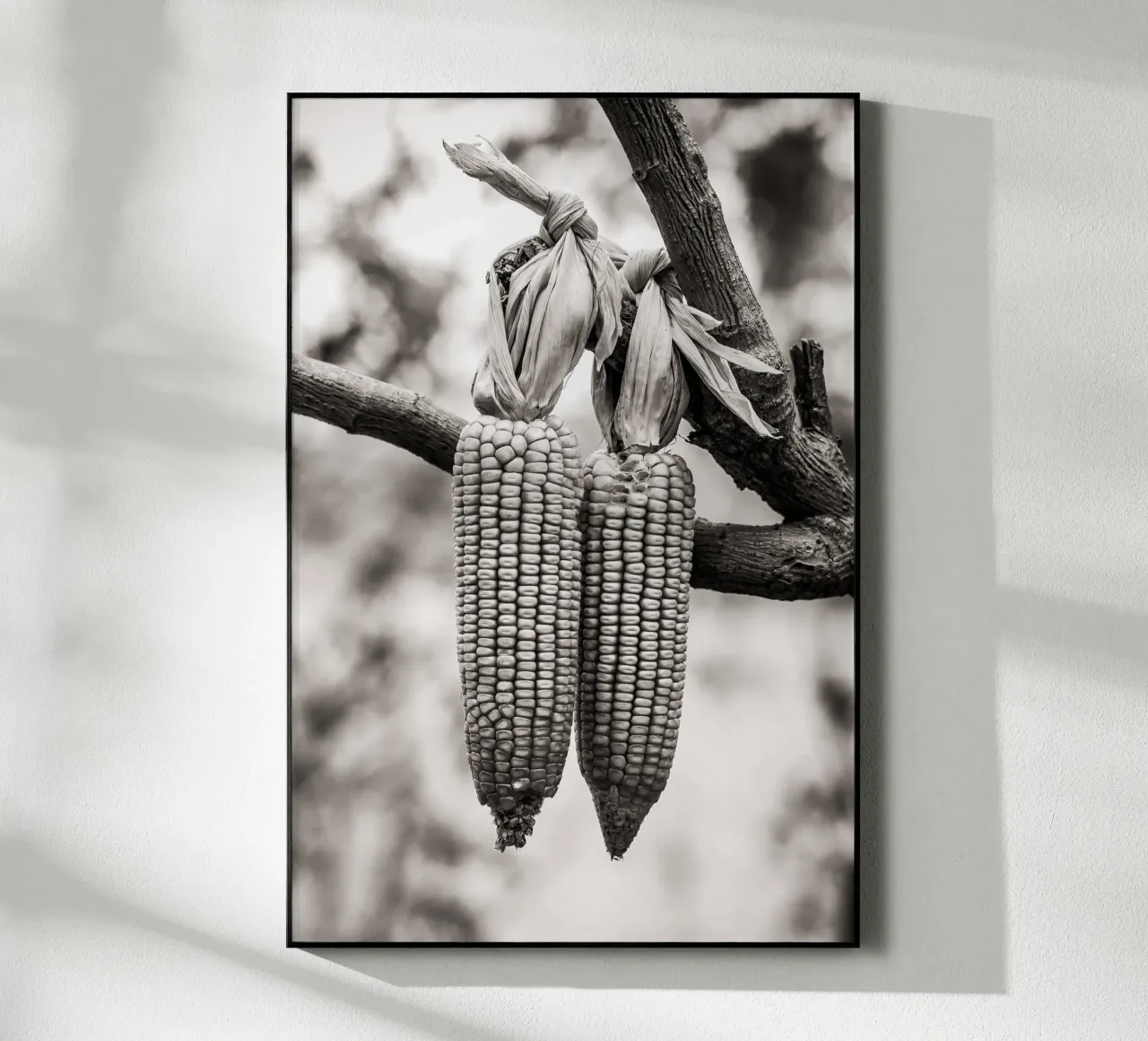 Corn cobs plexiglass da adrianooliveiraphoto