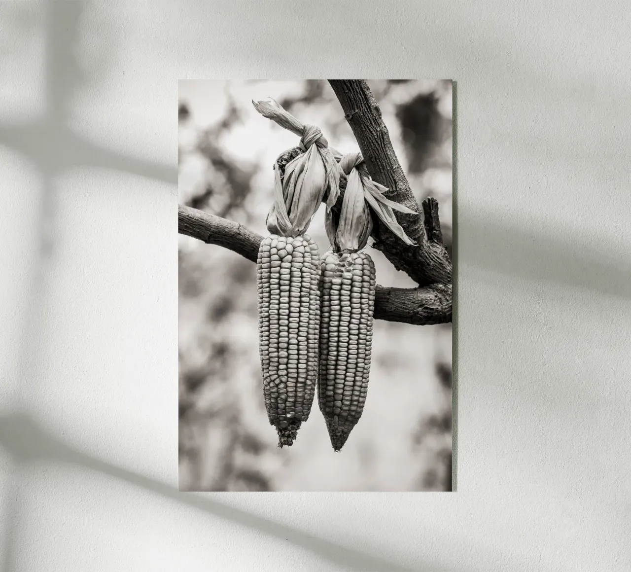 Corn cobs plexiglass da adrianooliveiraphoto