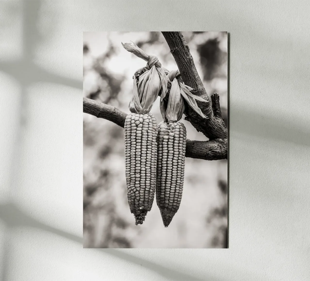 Corn cobs alluminio dibond da adrianooliveiraphoto