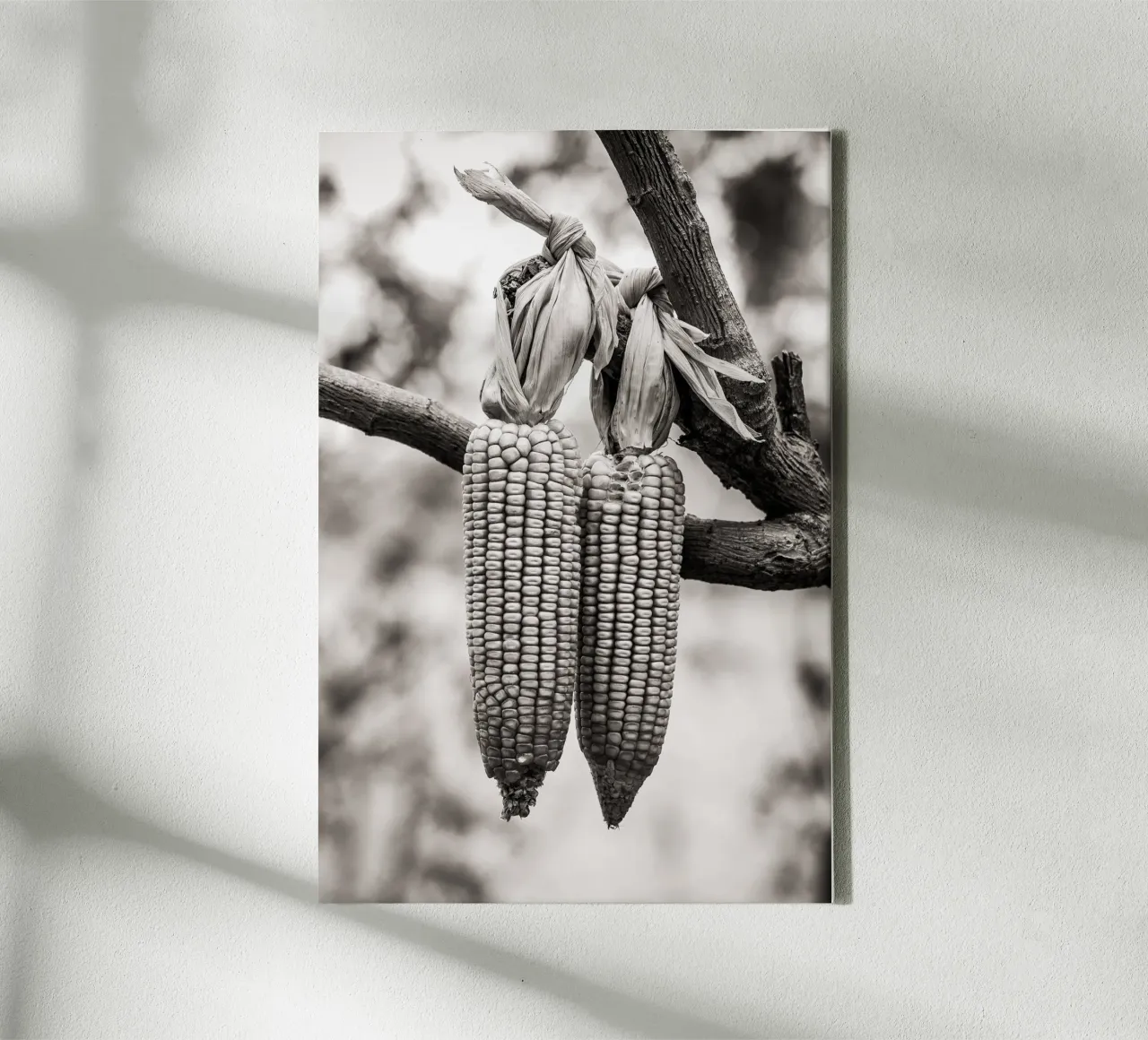 Corn cobs tela da adrianooliveiraphoto