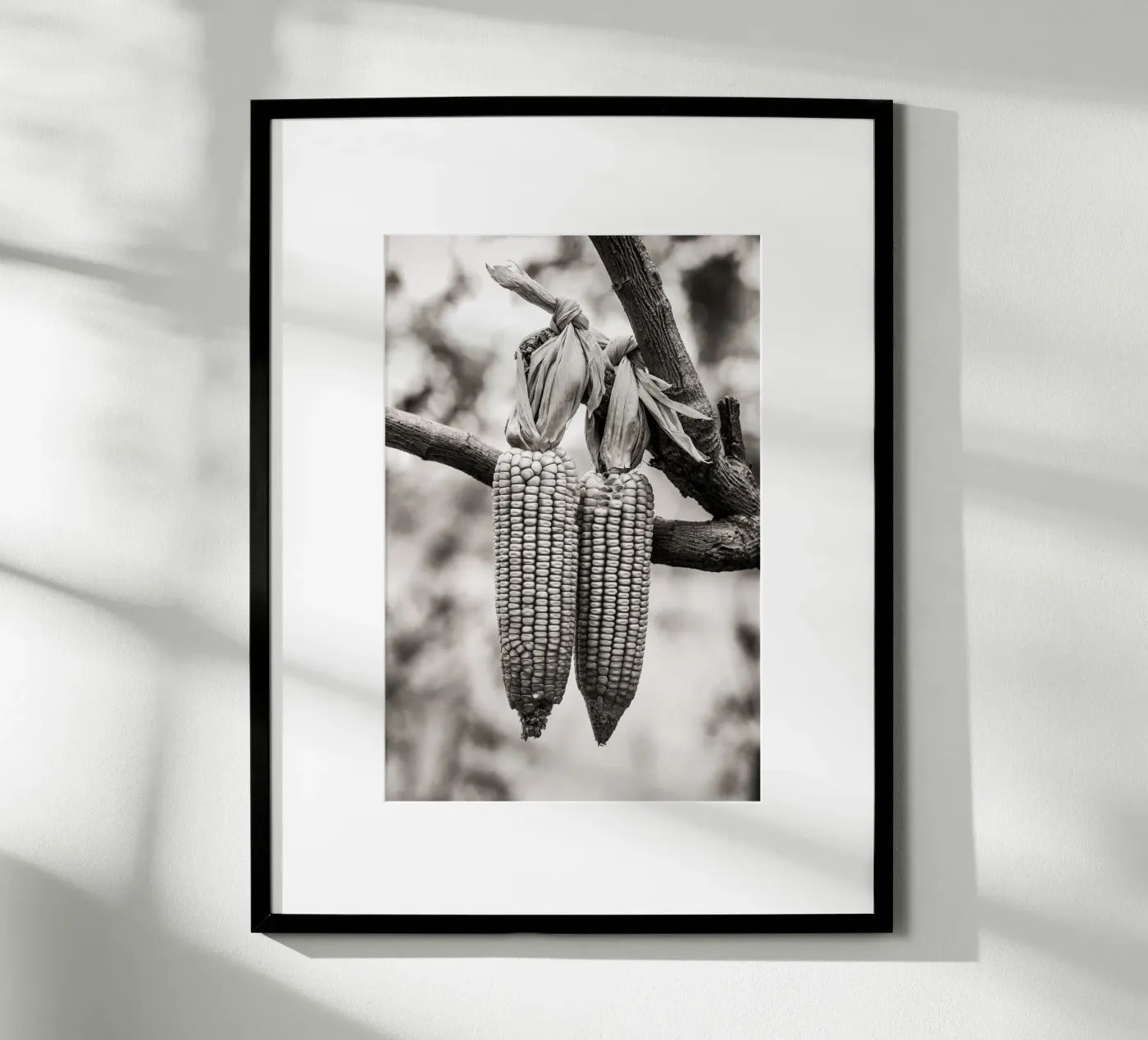 Corn cobs Poster von adrianooliveiraphoto