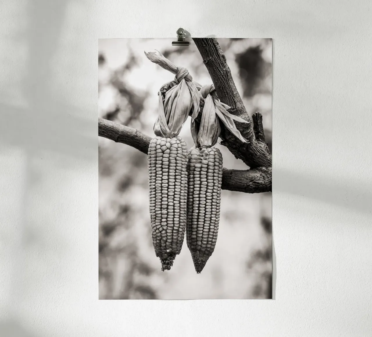 Corn cobs poster con telaio in plastica da adrianooliveiraphoto