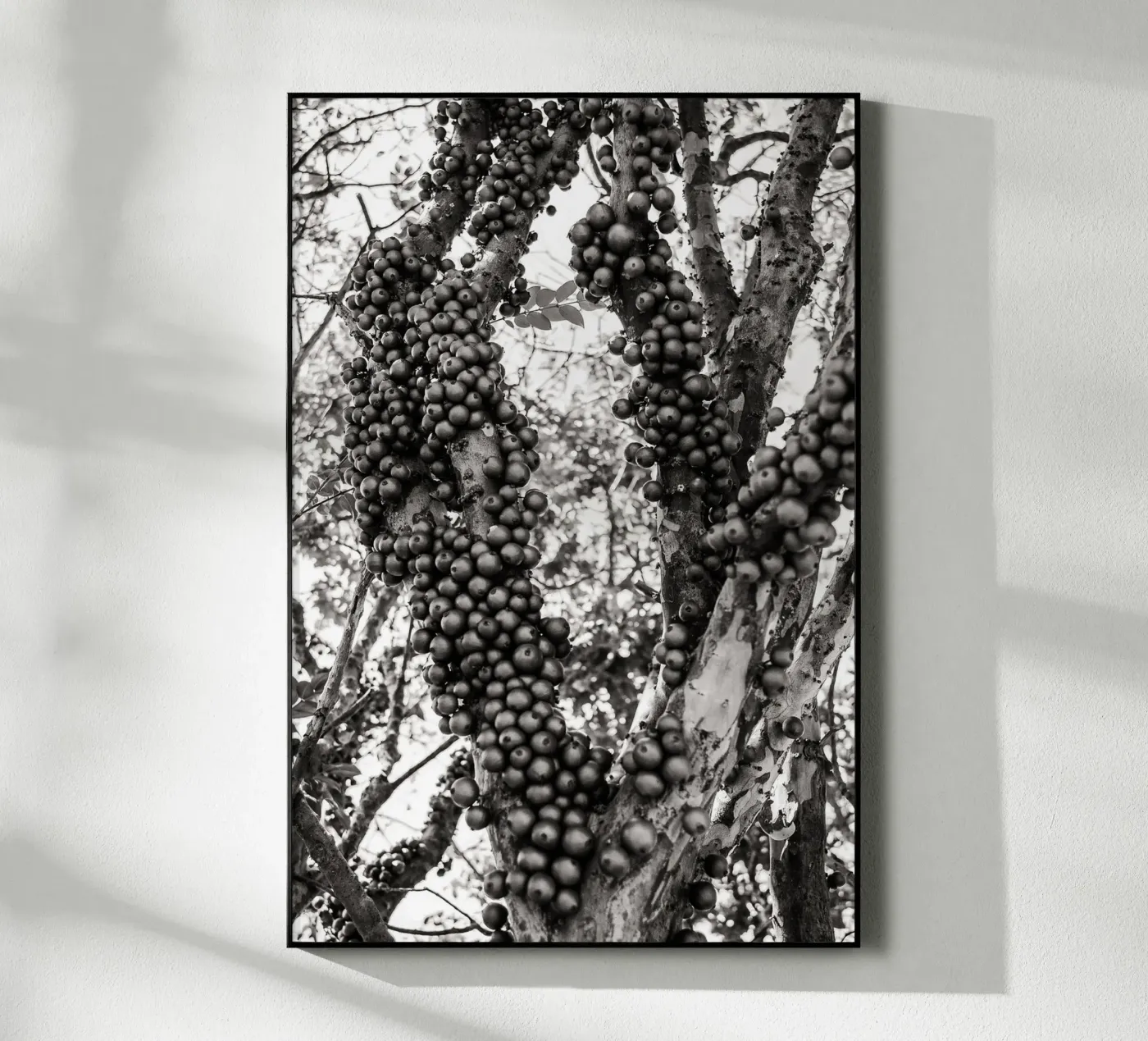 Jaboticaba plexiglass da adrianooliveiraphoto