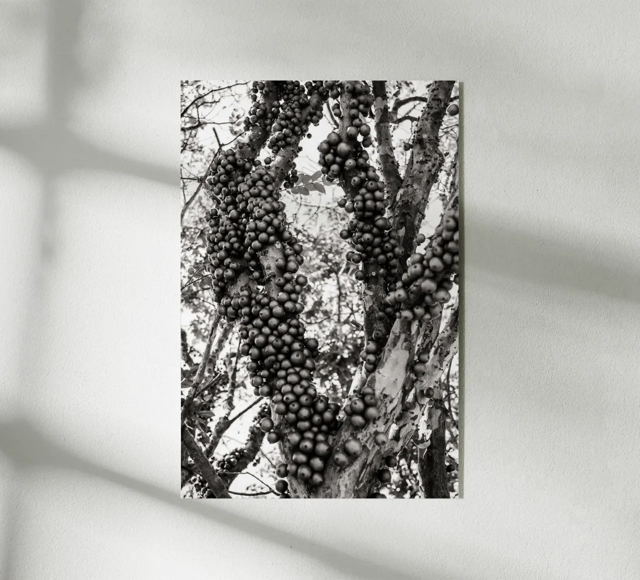 Jaboticaba plexiglass da adrianooliveiraphoto