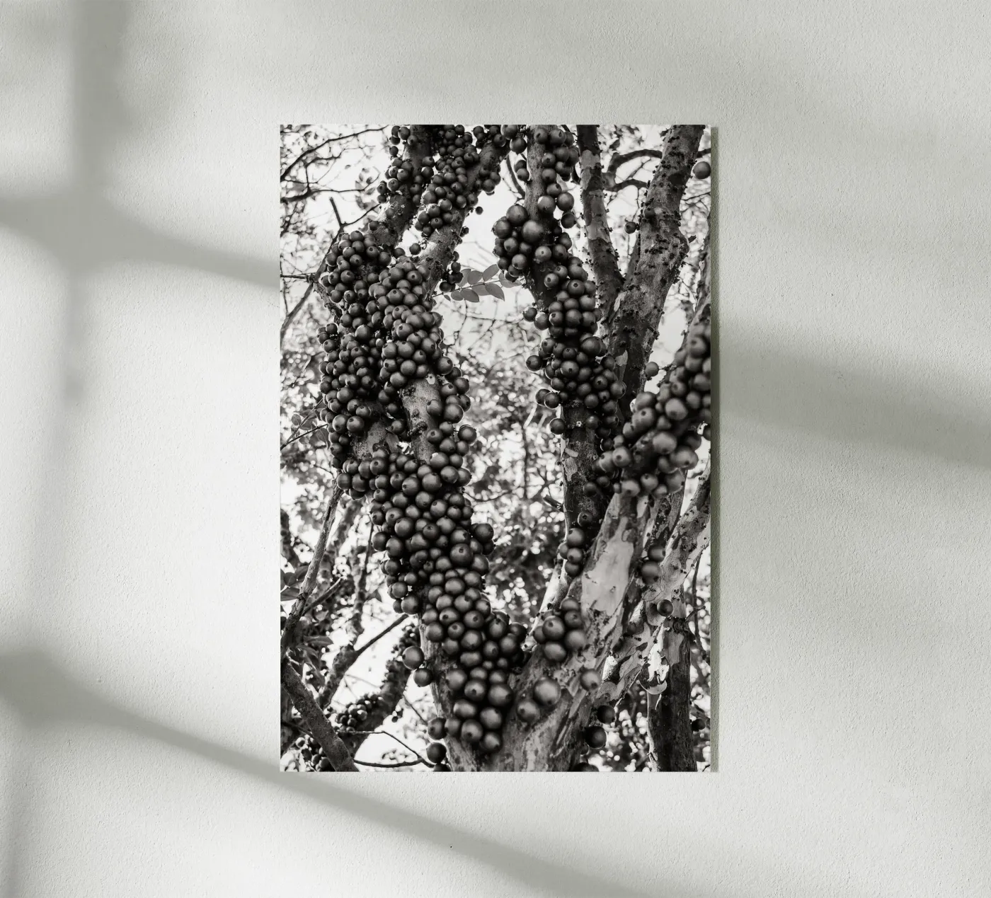 Jaboticaba plexiglass da adrianooliveiraphoto