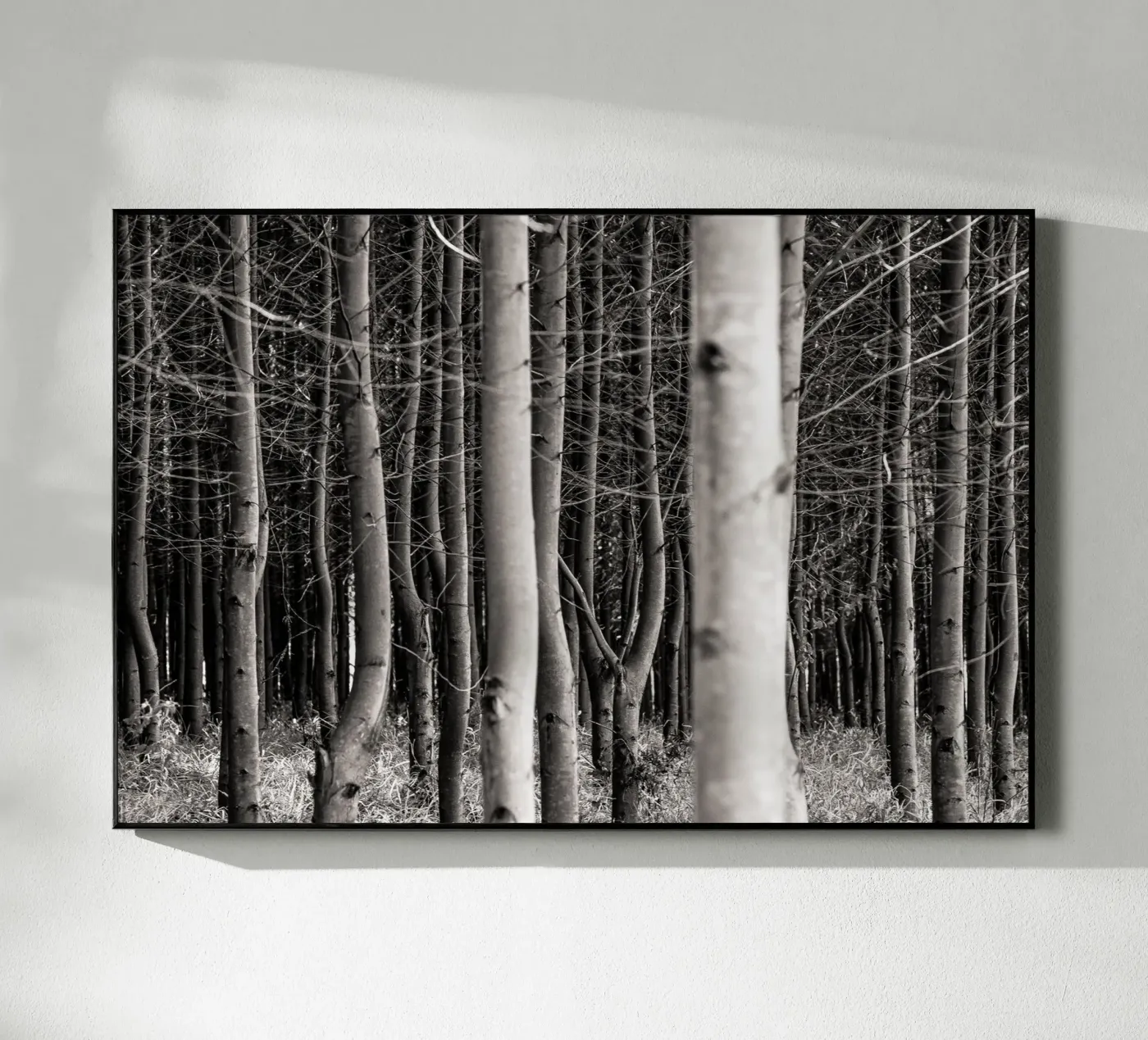 Misty Forest plexiglass da adrianooliveiraphoto