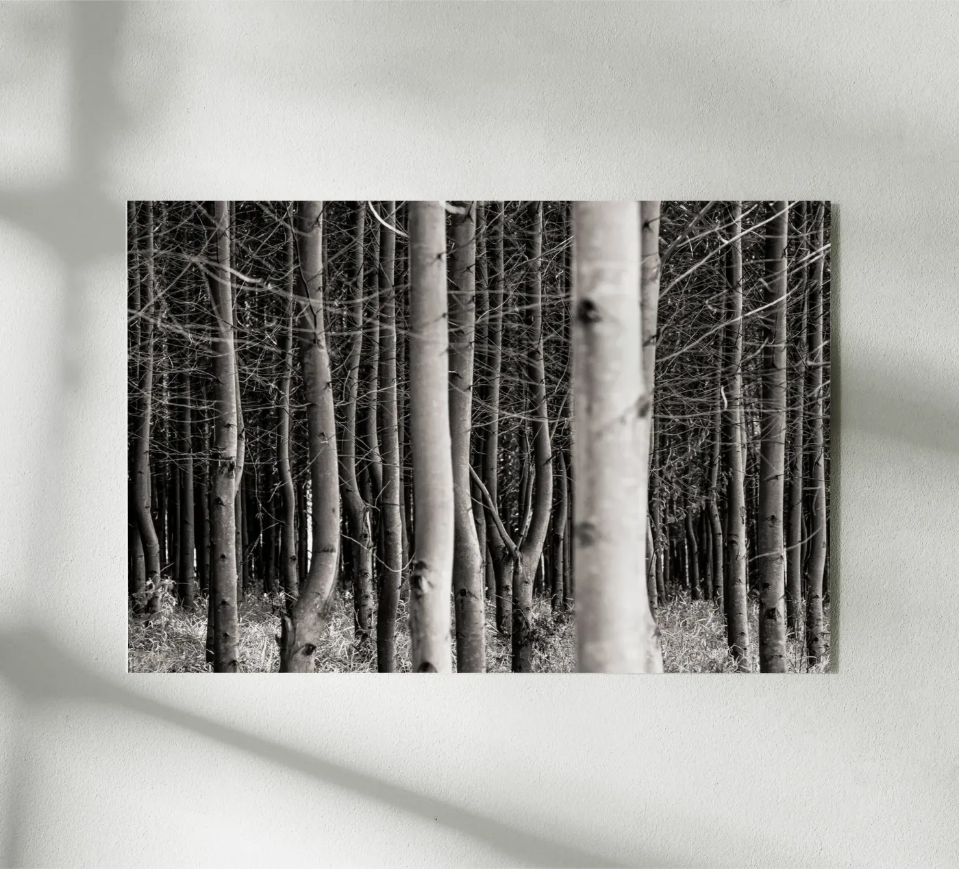 Misty Forest plexiglas de adrianooliveiraphoto