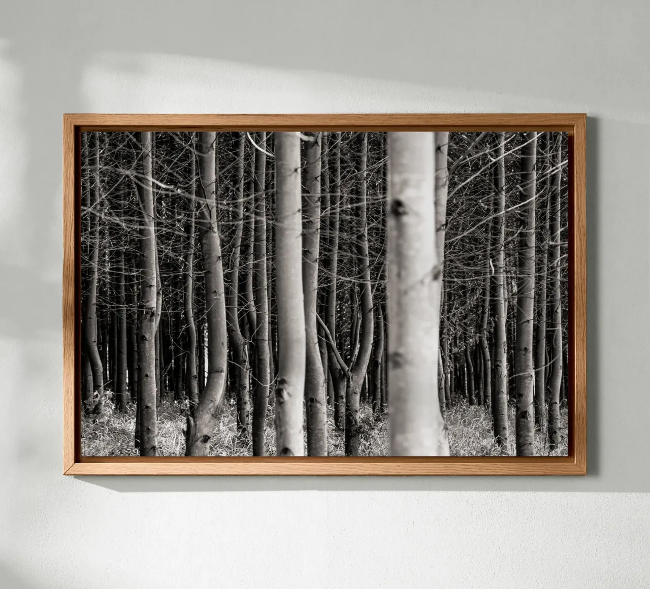 Misty Forest alluminio dibond da adrianooliveiraphoto