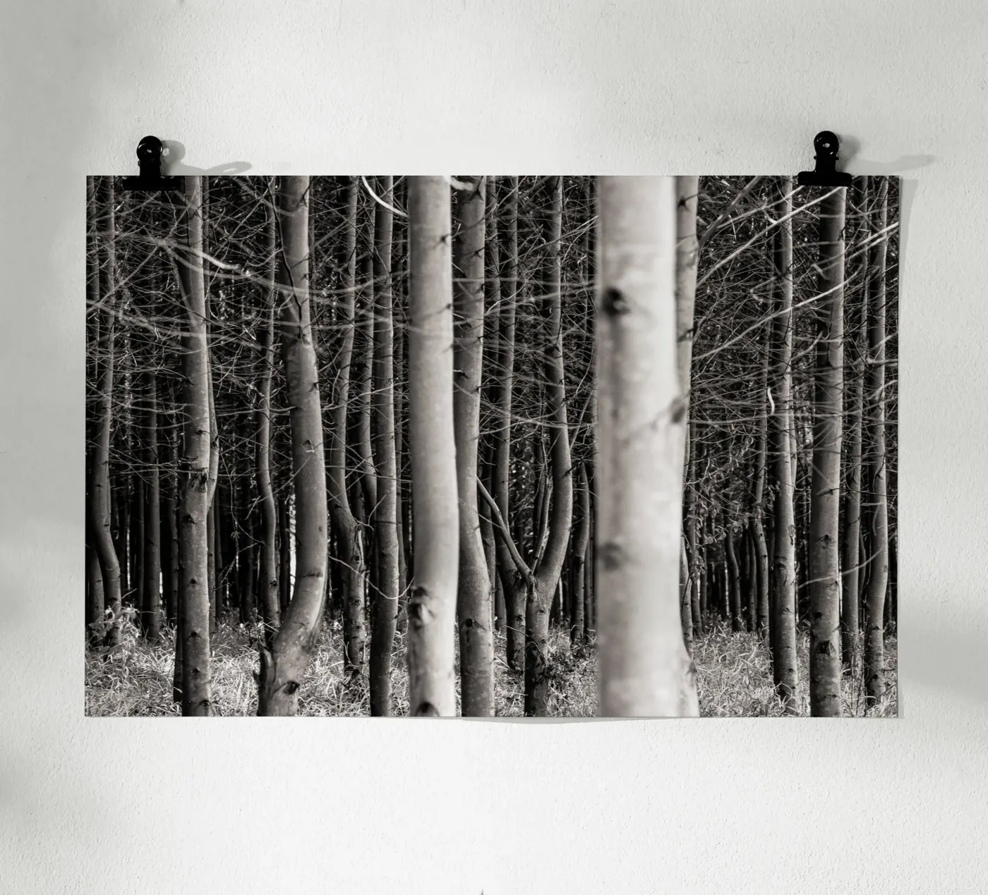 Misty Forest poster da adrianooliveiraphoto