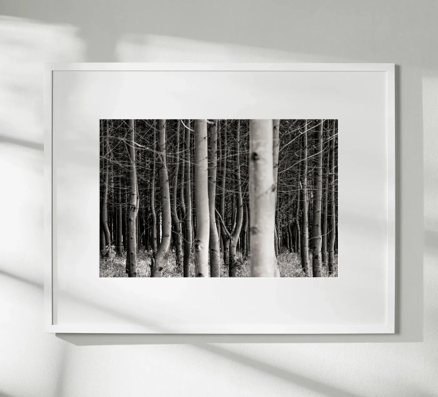 Misty Forest poster da adrianooliveiraphoto