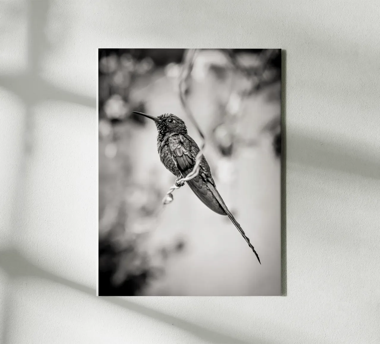Resting Hummingbird tela da adrianooliveiraphoto