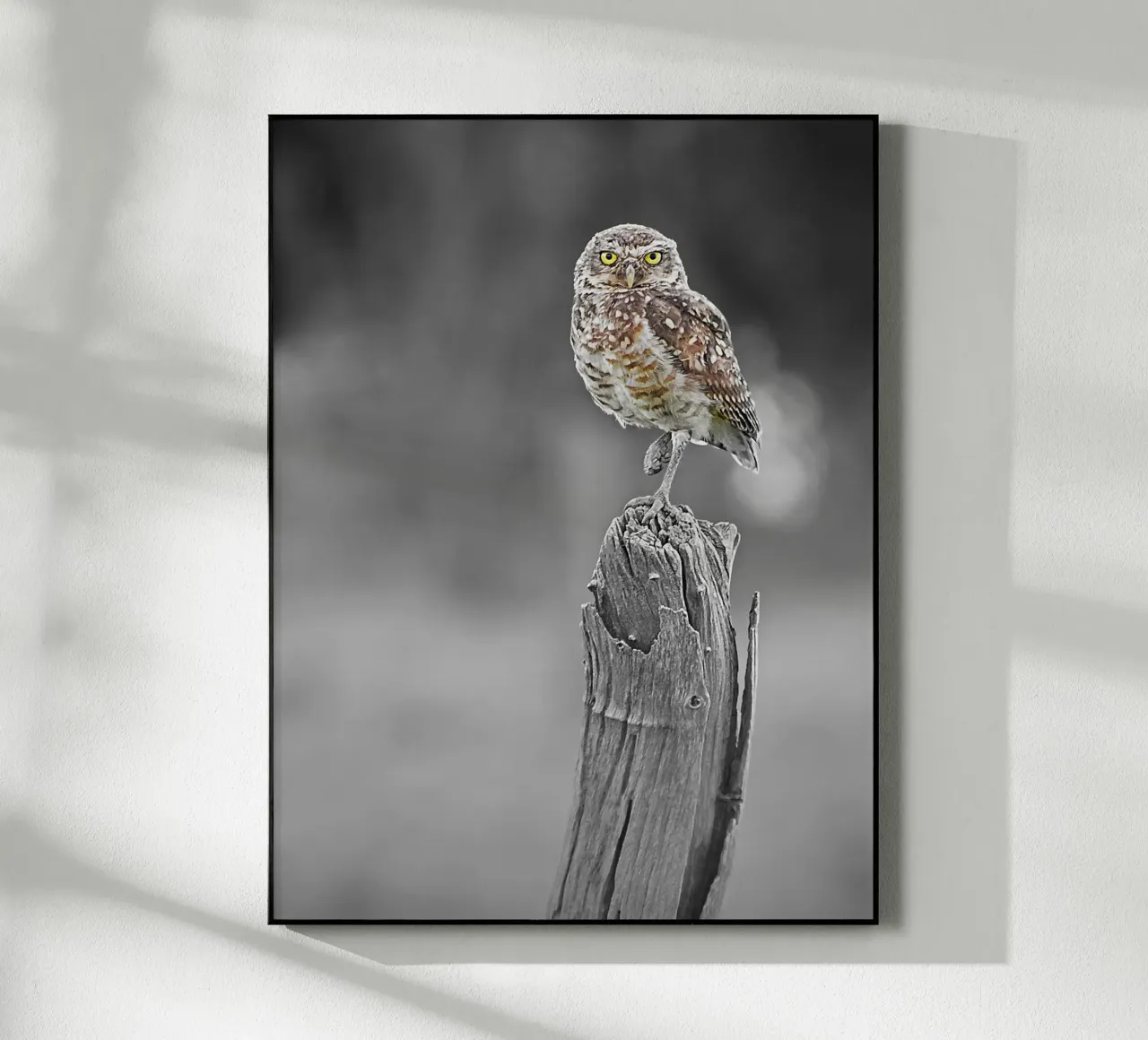 Owl Equilibrist plexiglass da adrianooliveiraphoto