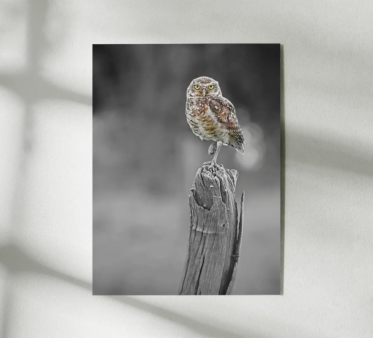 Owl Equilibrist plexiglass da adrianooliveiraphoto