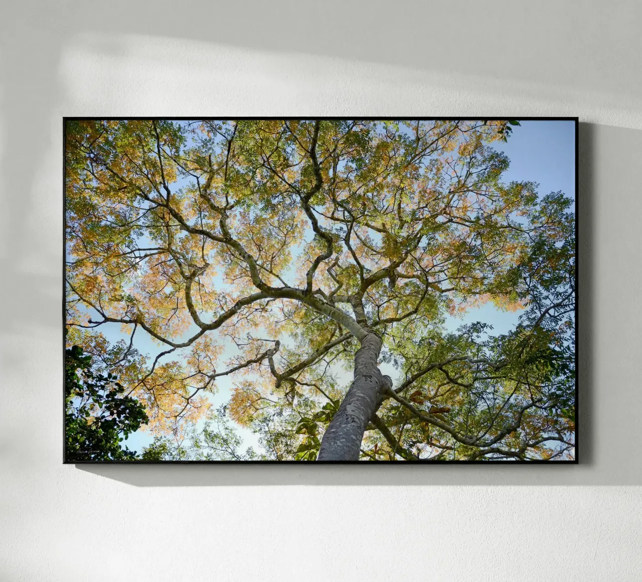Autumn Tree plexiglass da adrianooliveiraphoto