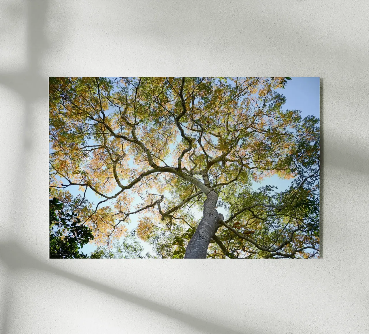 Autumn Tree plexiglass da adrianooliveiraphoto