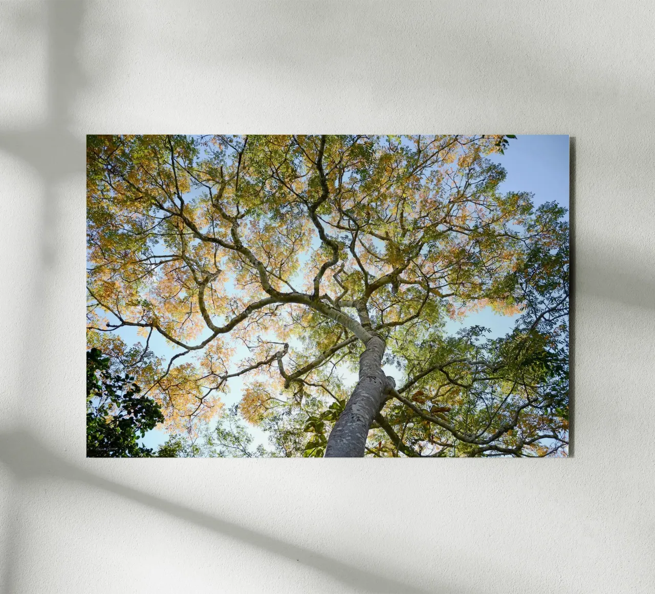 Autumn Tree alluminio dibond da adrianooliveiraphoto