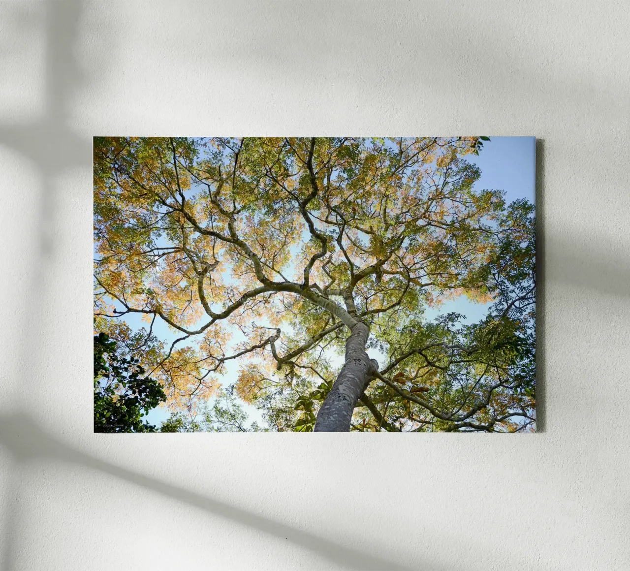 Autumn Tree tela da adrianooliveiraphoto