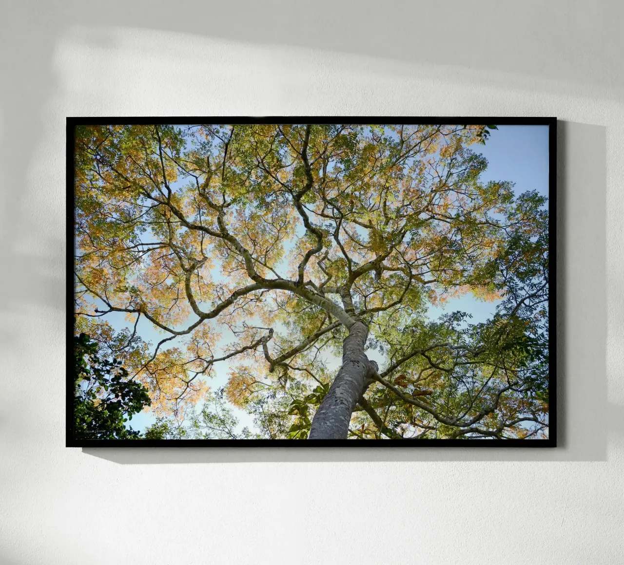 Autumn Tree carta hahnemühle da adrianooliveiraphoto