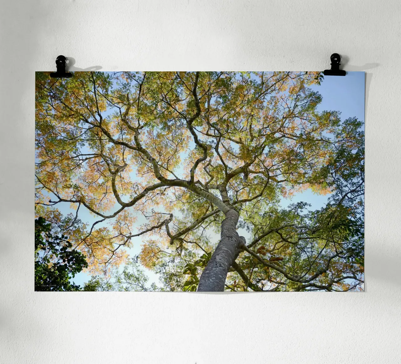 Autumn Tree carta hahnemühle da adrianooliveiraphoto