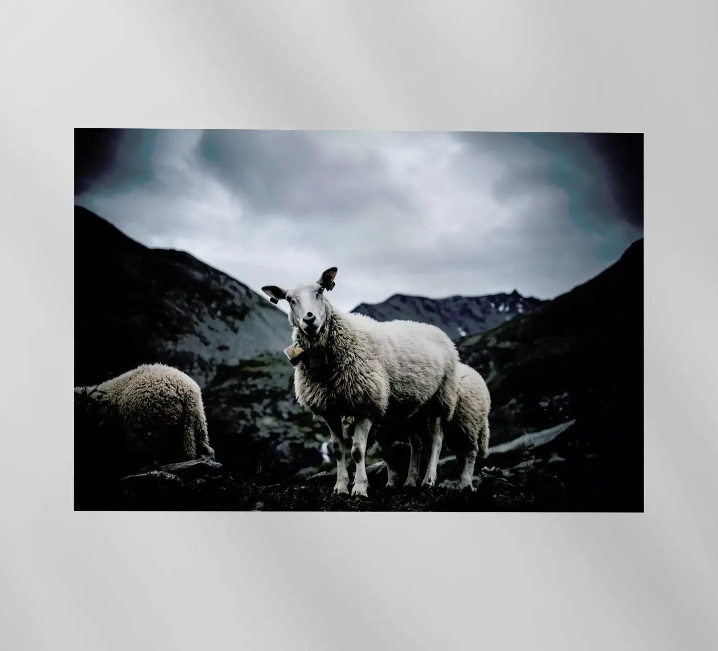 Sheep 2 pellicola backlit da Chris Abatzis