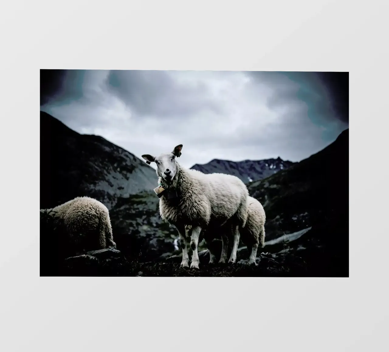 Sheep 2 pellicola backlit da Chris Abatzis