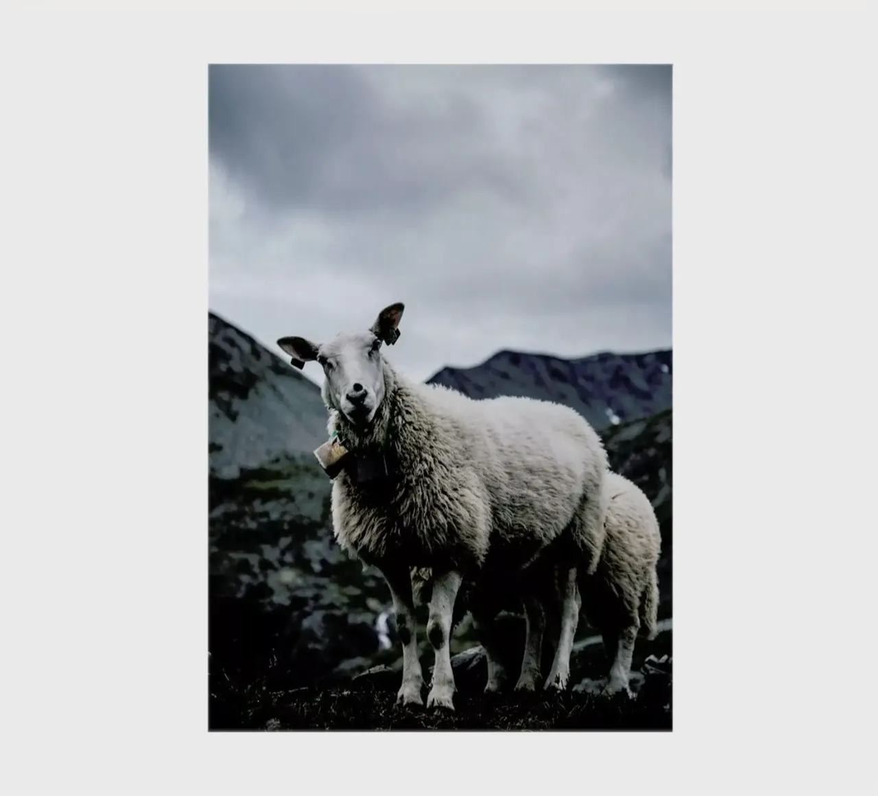 Sheep 2 notebook by Chris Abatzis