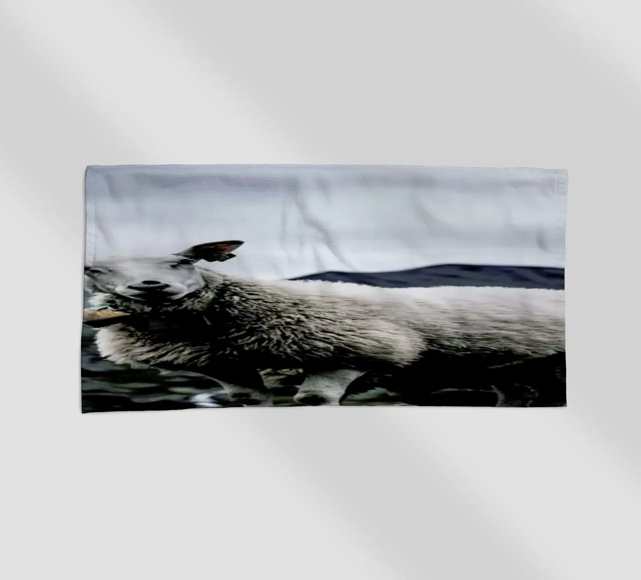 Sheep 2 telo mare da Chris Abatzis