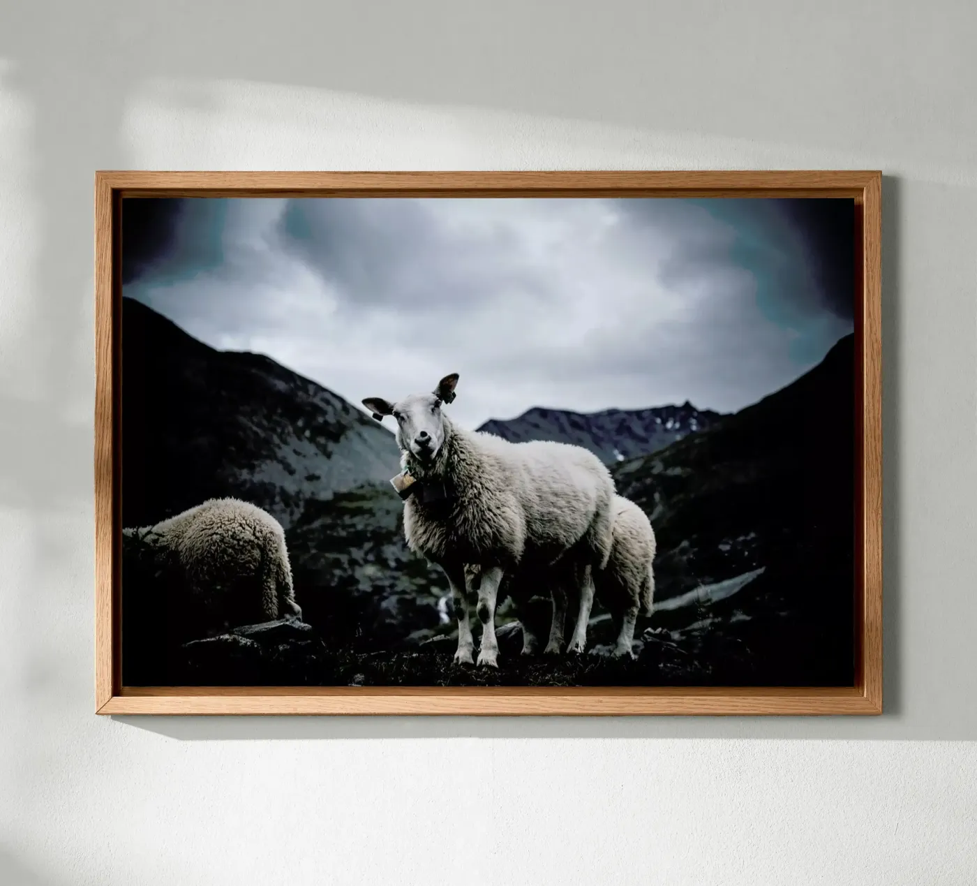 Sheep 2 alluminio dibond da Chris Abatzis