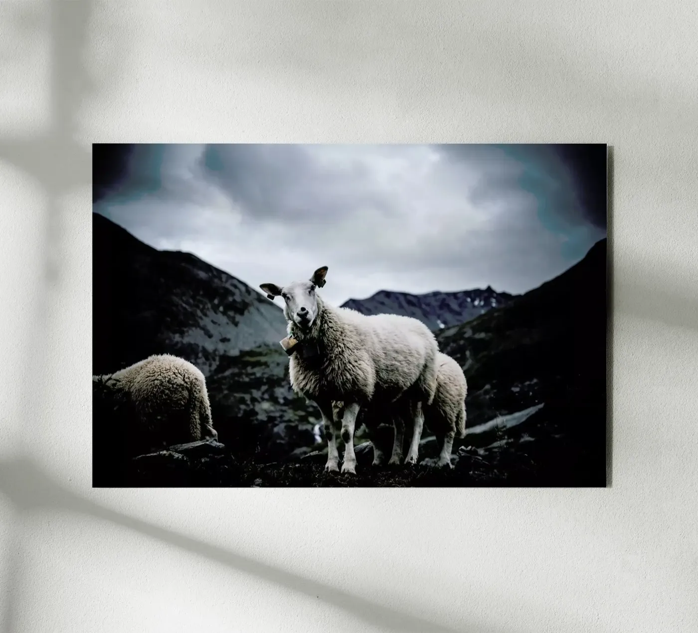 Sheep 2 alluminio dibond da Chris Abatzis