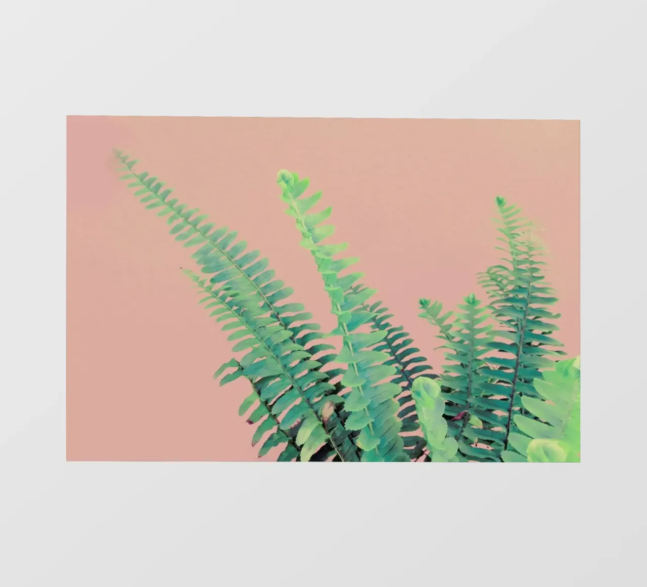 Ferns on Blush Prints pellicola backlit da cafelab