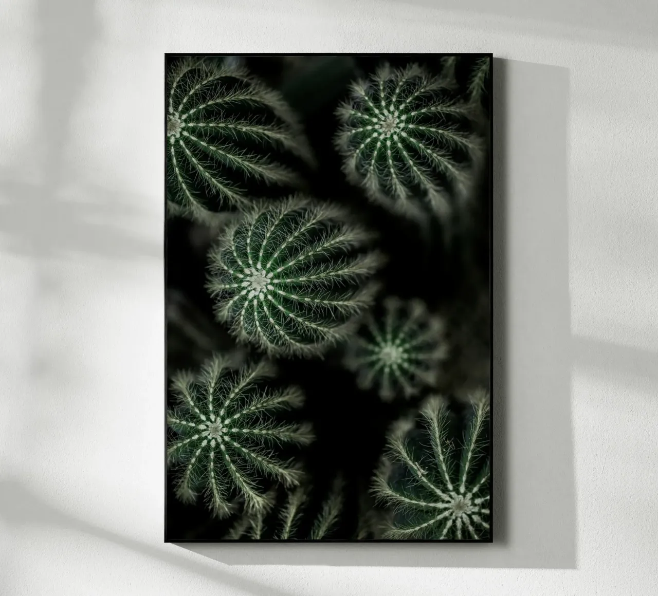 Cactus 6 plexiglass da Mareike Böhmer Photography