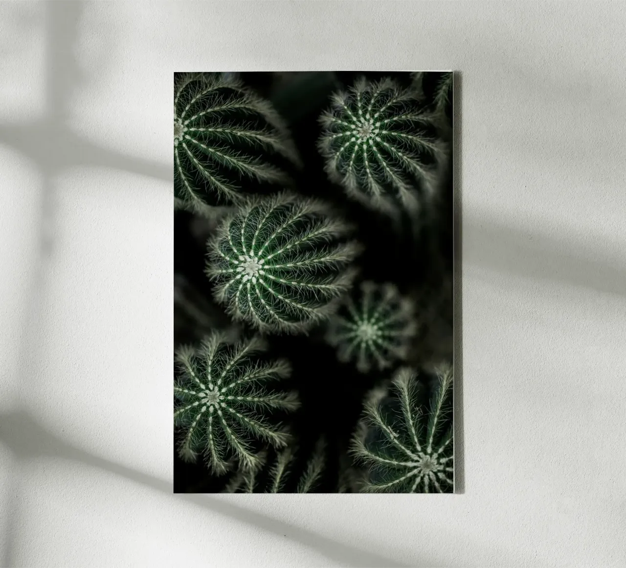 Cactus 6 tela da Mareike Böhmer Photography