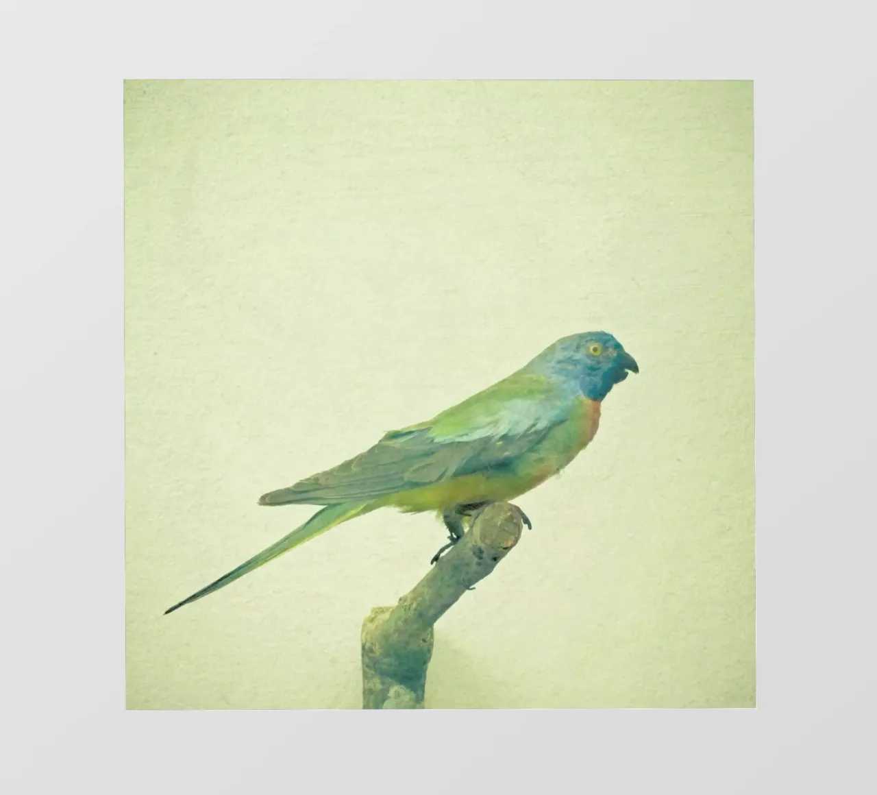 Bird study #3 pellicola backlit da Cassia Beck Photography