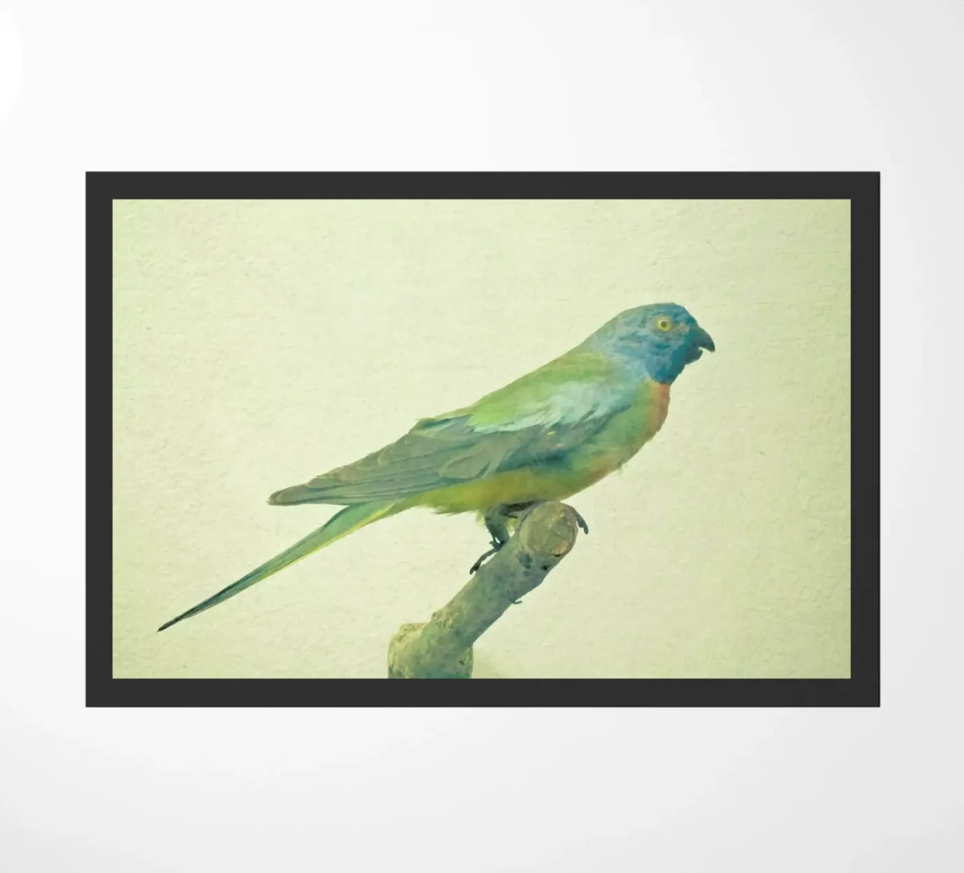 Bird study #3 doormat by Cassia Beck Photography