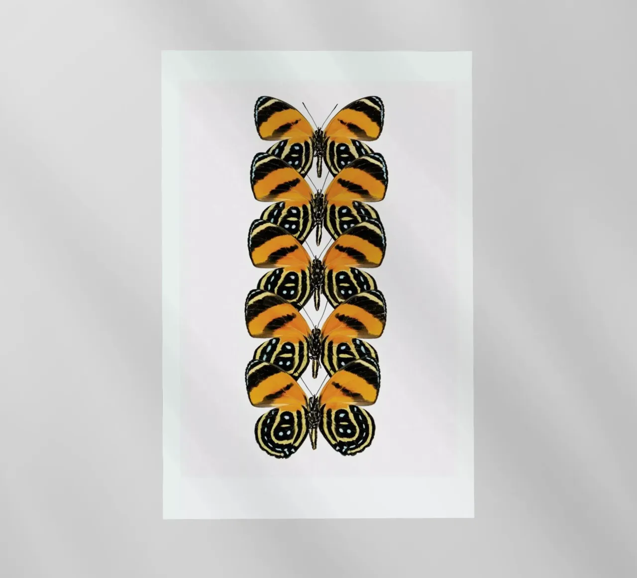 Butterfly pellicola backlit da Curious Collections by Marielle Leenders