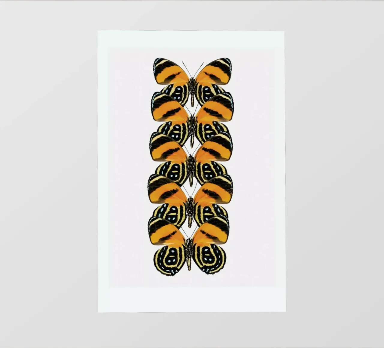 Butterfly pellicola backlit da Curious Collections by Marielle Leenders
