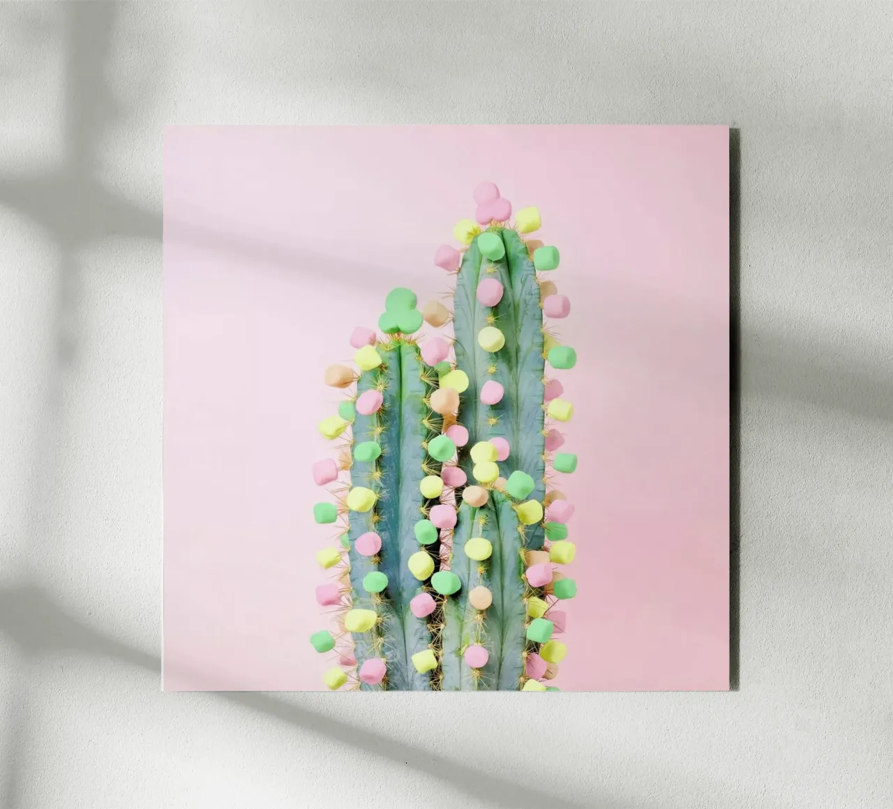 Marshmallow Cactus in Bloom alluminio dibond da Juj Winn