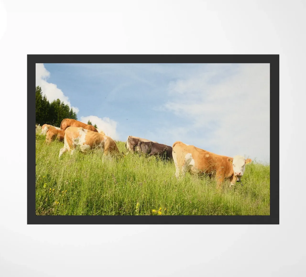 Tranquil Hillside Cows zerbino da FujiSwiss