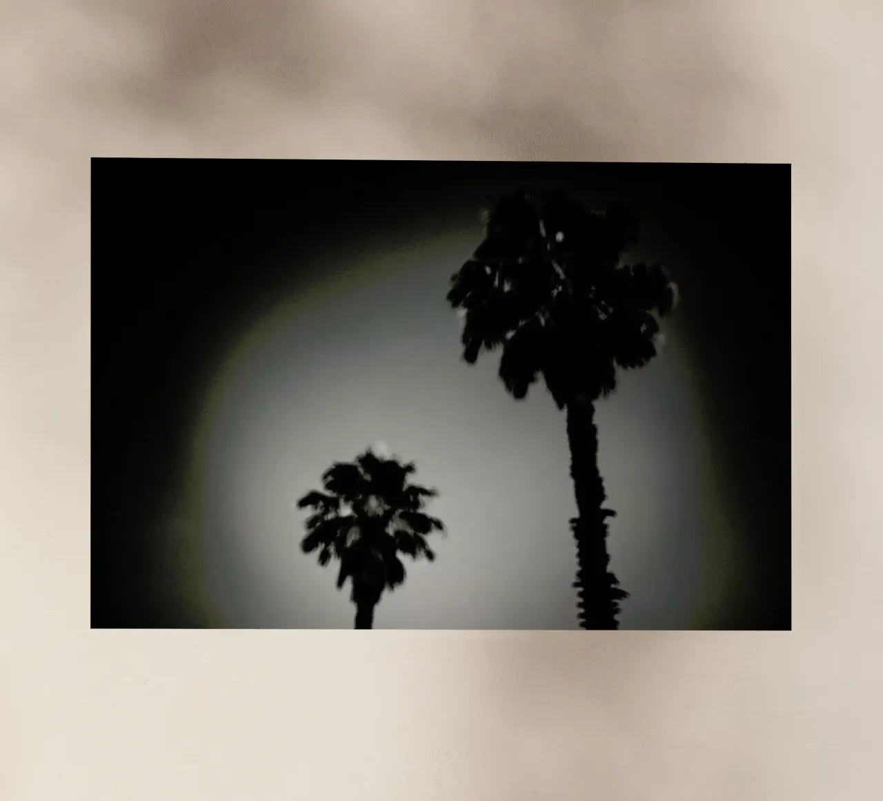 Why are palm trees so damn happy? pellicola backlit da Tal Paz-Fridman